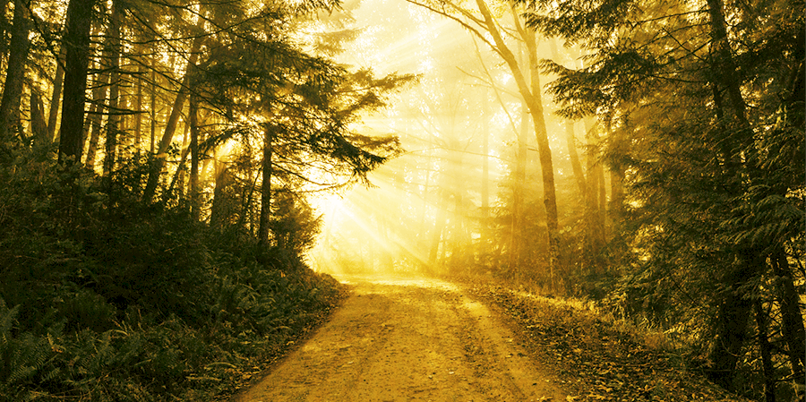 spiritual coaching path in the woods